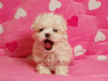 maltese puppy